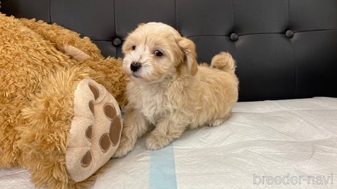 成約済の兵庫県のマルプー:マルチーズ×トイプードル-283336の1枚目